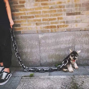Tough and funny dog leash - Pawchic