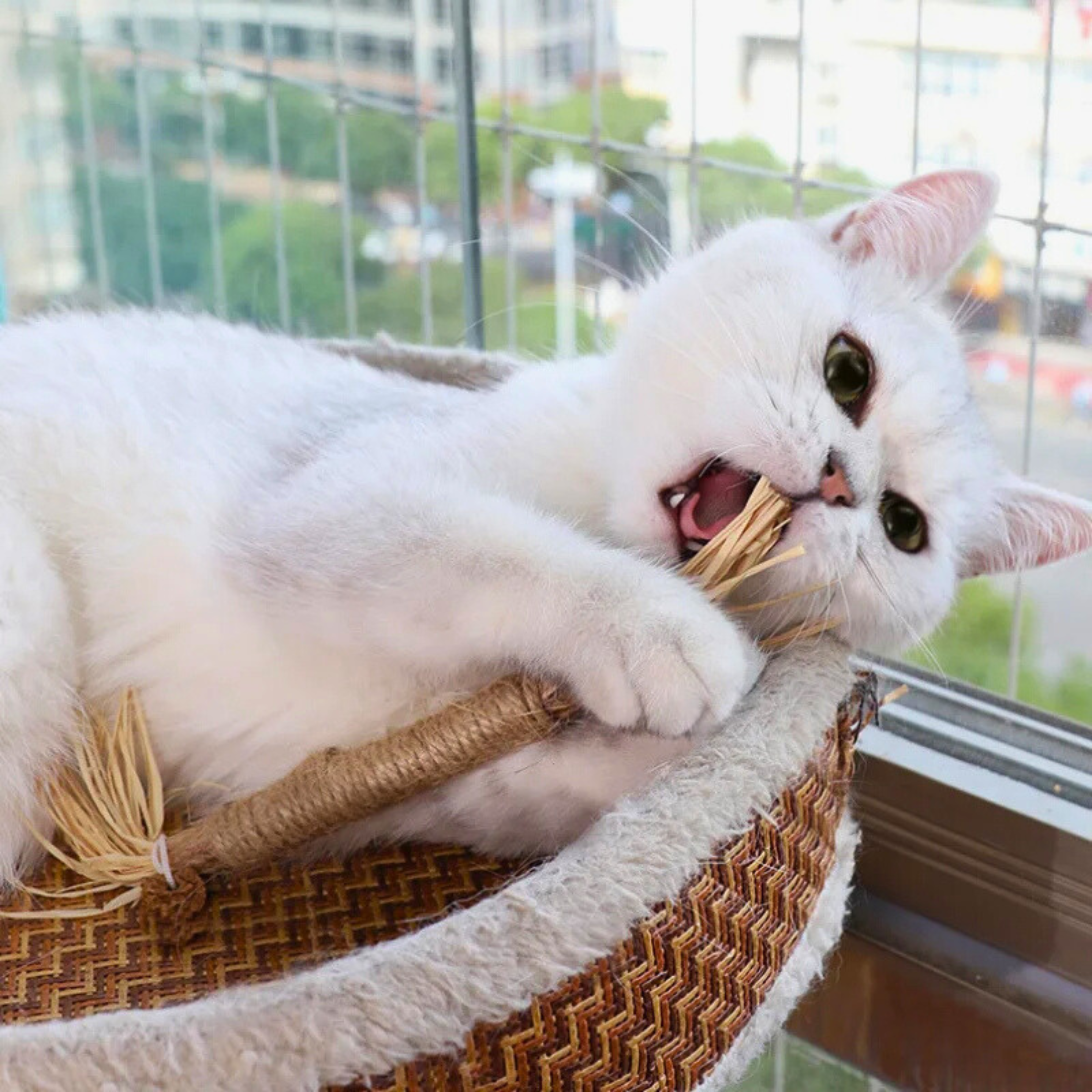 Interactive chewing sticks for cats - Chewplay