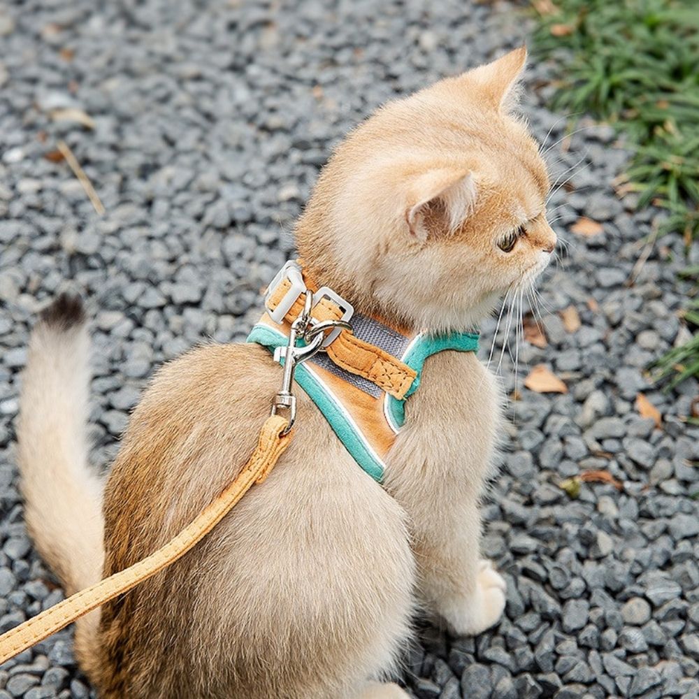 Cat harness - Oscar