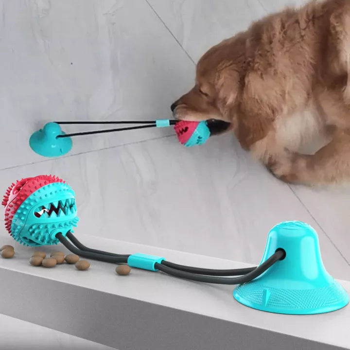 Sturdy Dog Stretching - PlayPaw