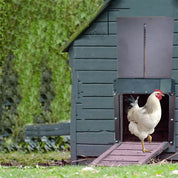 Functional automatic chicken room door