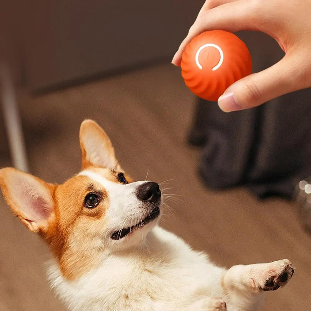 Automatic interactive dogs toy - Rolliplay