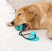 Sturdy Dog Stretching - PlayPaw