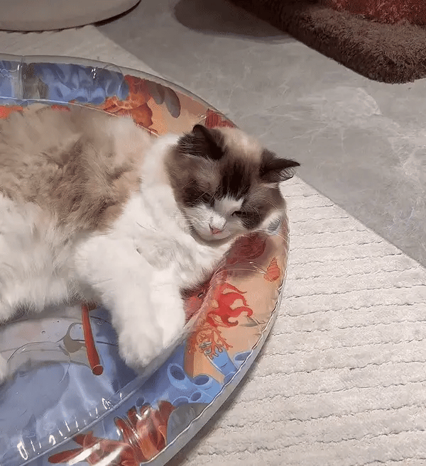 Interactive Cats Speelmat - Purrpulse