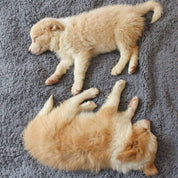 Soft puppy blanket - Snugglefur Fleece
