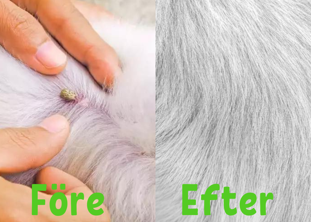 Petguard | Multi-Protection collar against fleas and ticks-5