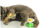 Moving cat toy - Flutterpaw