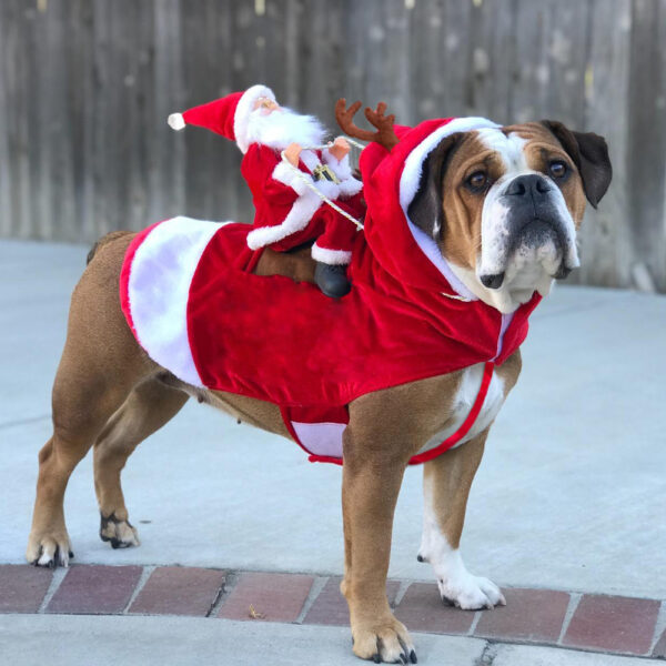 Christmasdog ™ ️