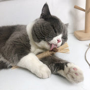 Interactive chewing sticks for cats - Chewplay