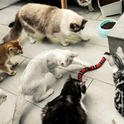 Cats Hunting Play - Slitherplay