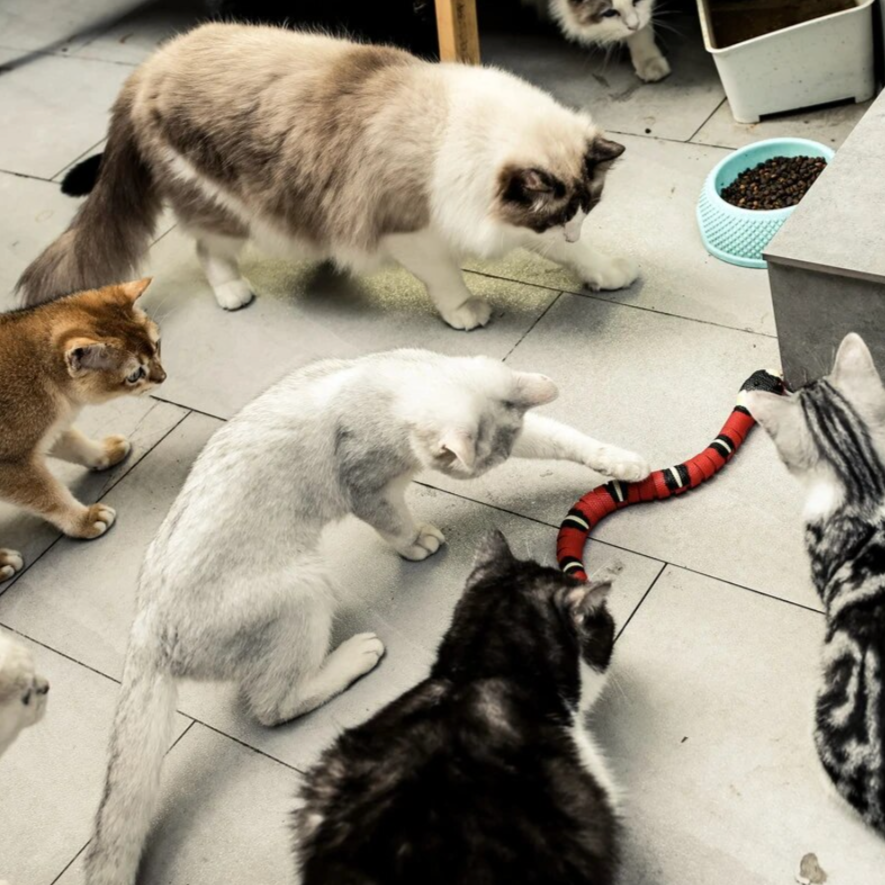 Cats Hunting Play - Slitherplay