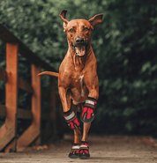 PawGuard | Anti-Slip Dog Boots