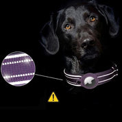 Reliable user-friendly anti-loss locator collarator