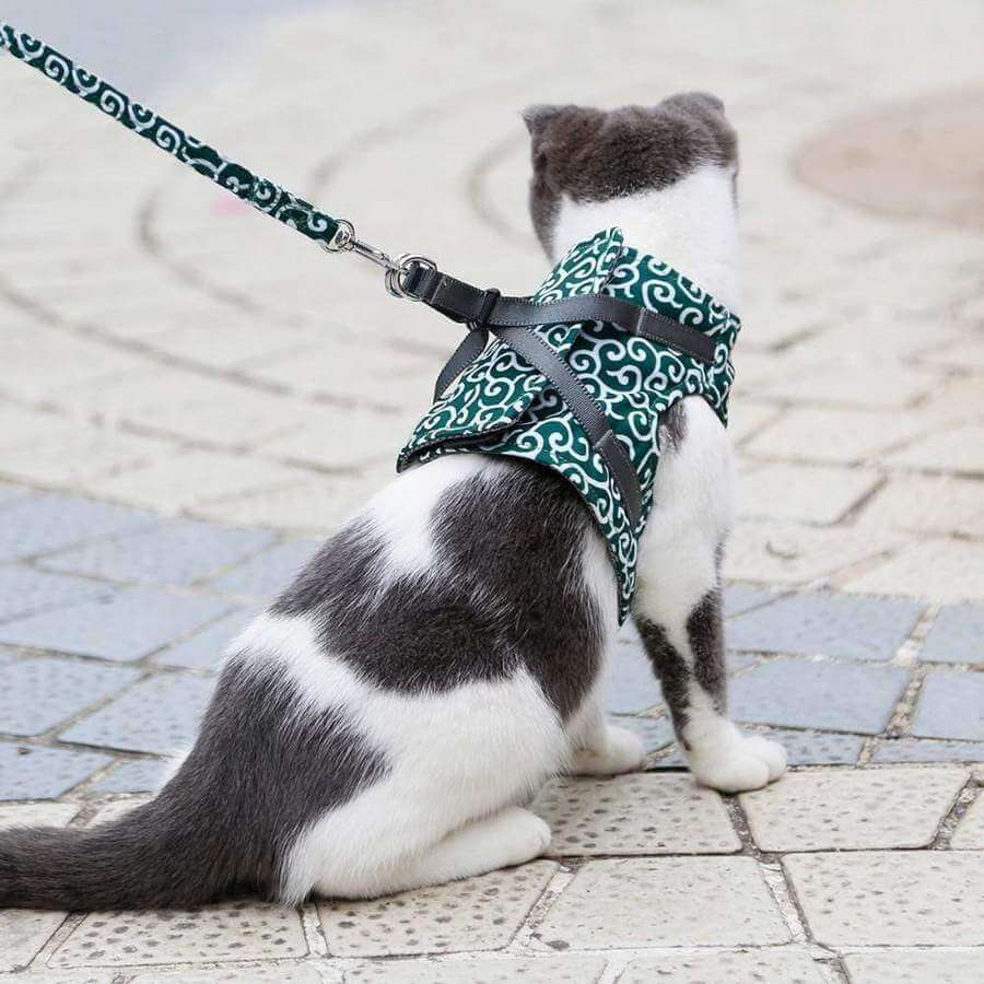 Cat vest Harnas Set
