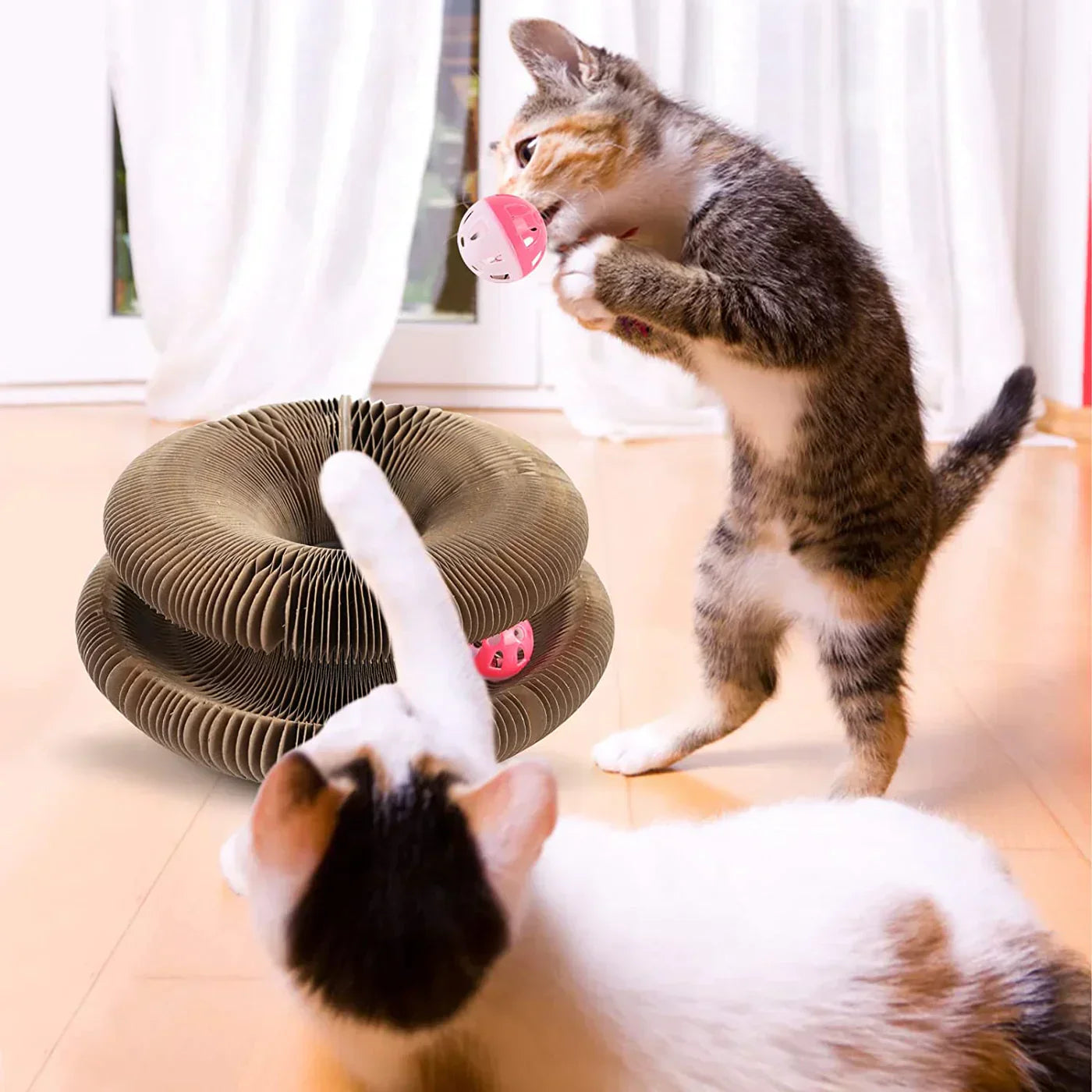 catcordion3_736e4dc8-6d55-4f43-b6f2-07a3163d43b6.webp