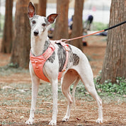 Anti-Trek dog harness with multi-functional belt-Aquacool