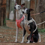 Anti-Trek dog harness with multi-functional belt-Aquacool