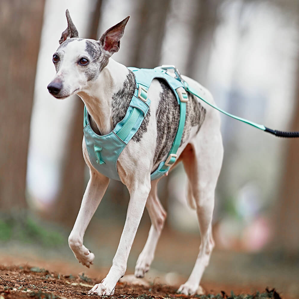 Anti-Trek dog harness with multi-functional belt-Aquacool
