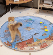 Interactive Cats Speelmat - Purrpulse