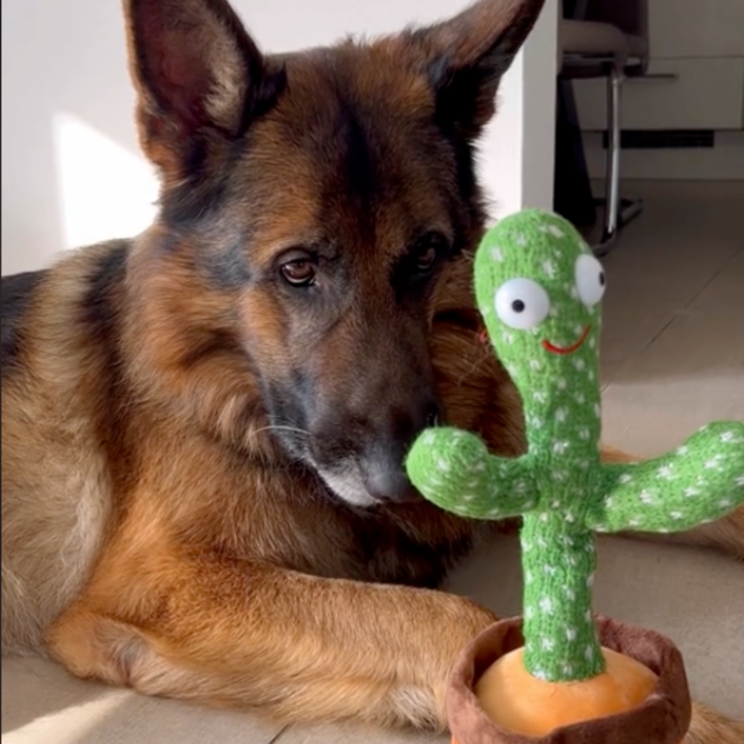 hundekaktus1.png