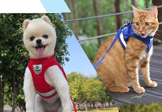 Cat harness with line - Adventure kit