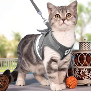 Cat harness with line - Adventure kit