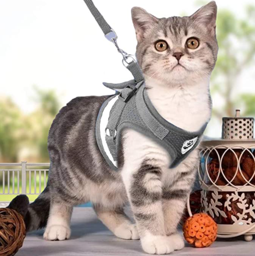 Cat harness with line - Adventure kit