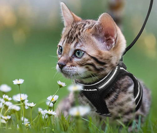 Cat harness with line - Adventure kit
