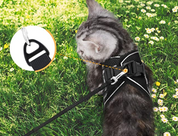 Cat harness with line - Adventure kit