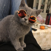 Trendy cat sunglasses - Kittyshades