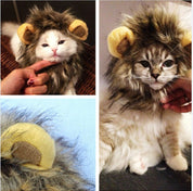 Lions for your cat - Lionpaws