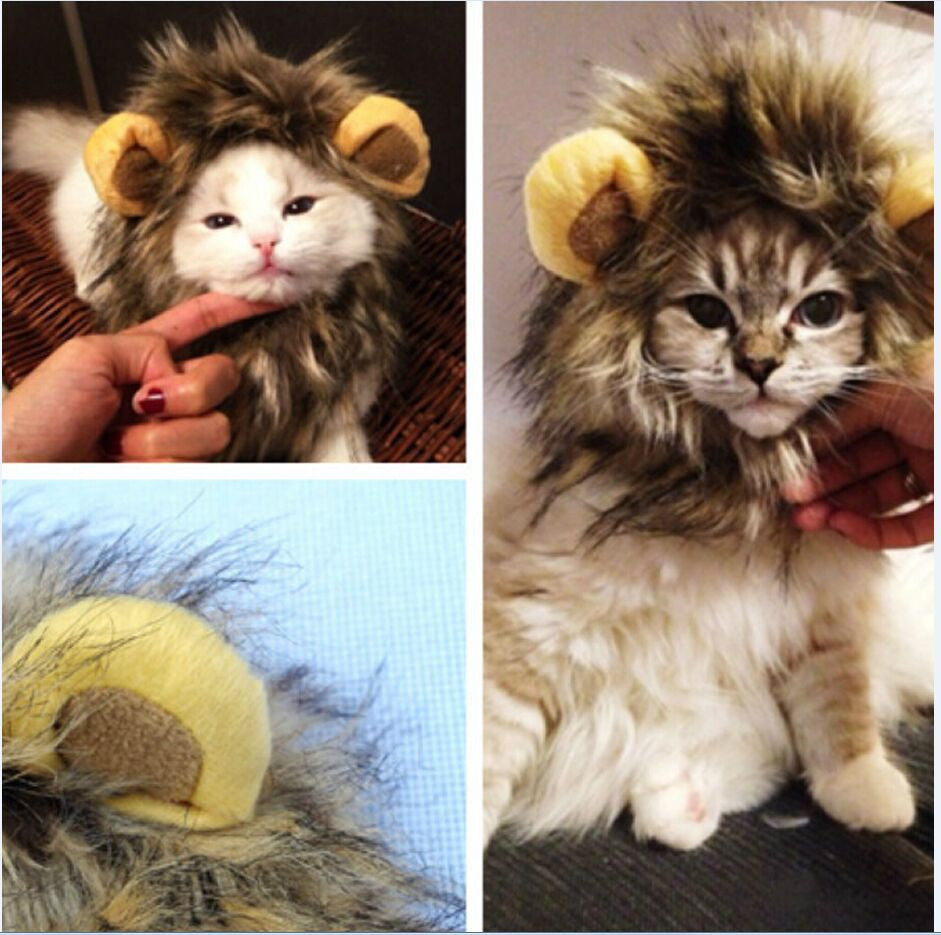 Lions for your cat - Lionpaws