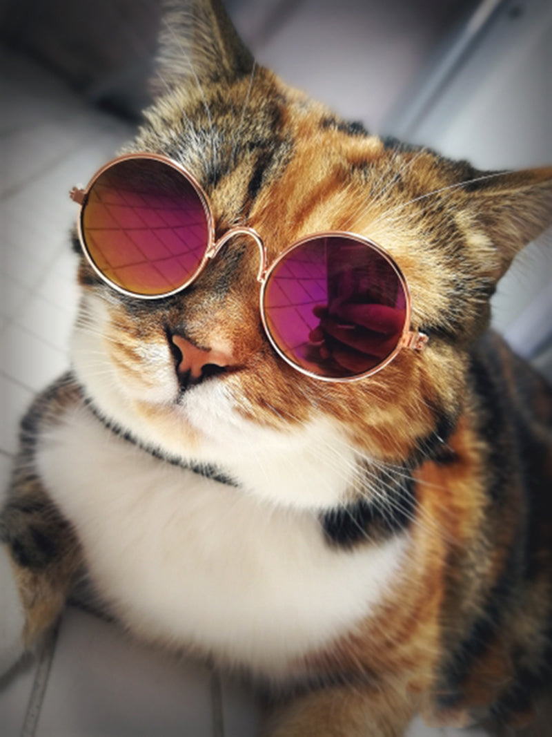 Trendy cat sunglasses - Kittyshades