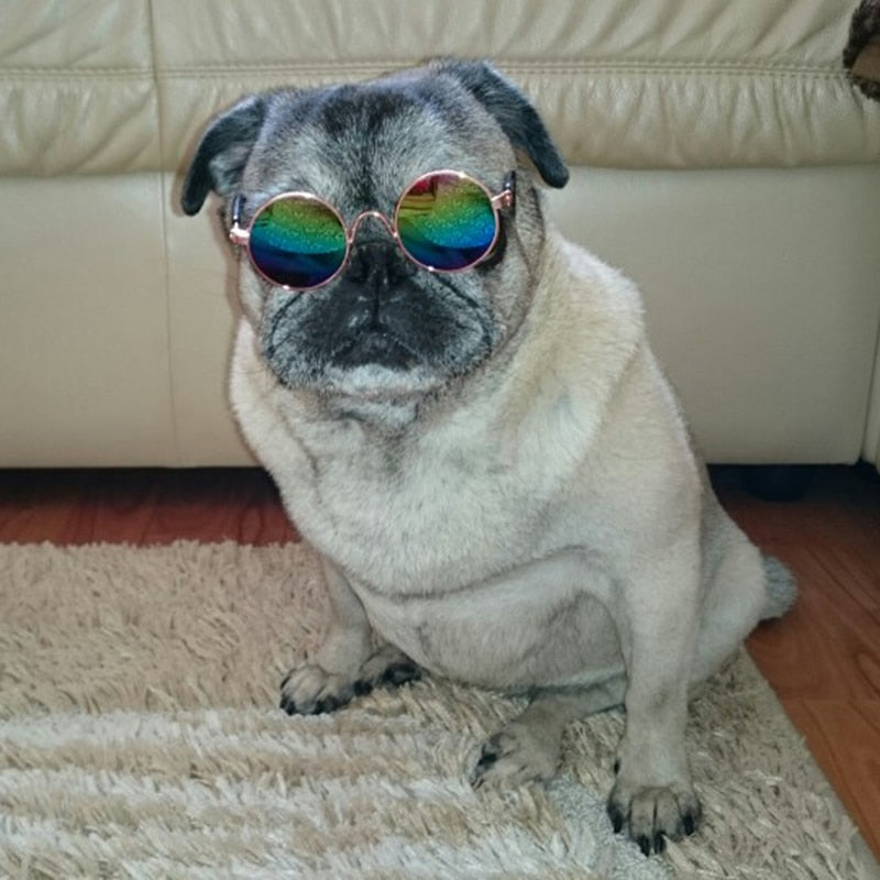 Trendy cat sunglasses - Kittyshades