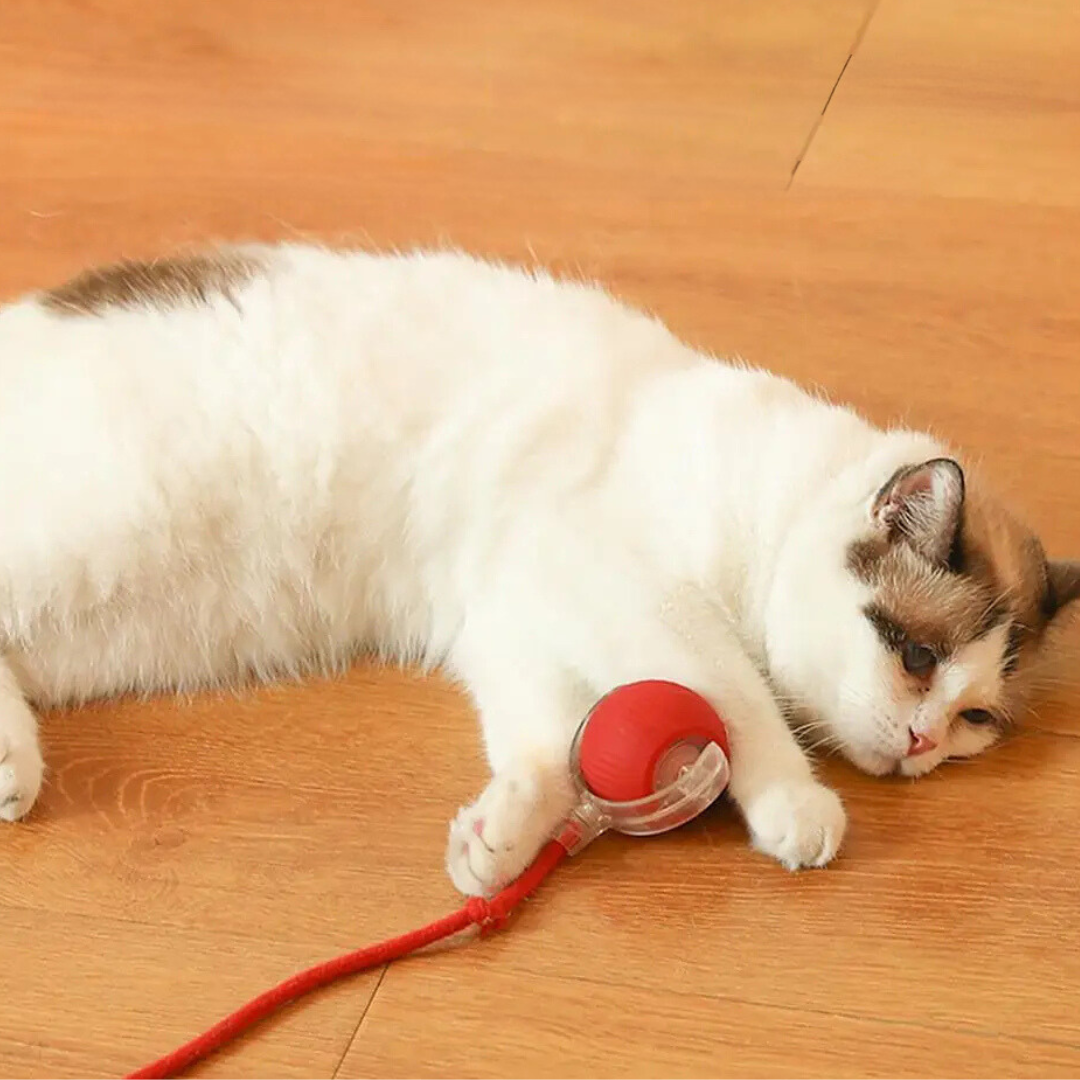 Interactive hunter for cats - Pouncepal