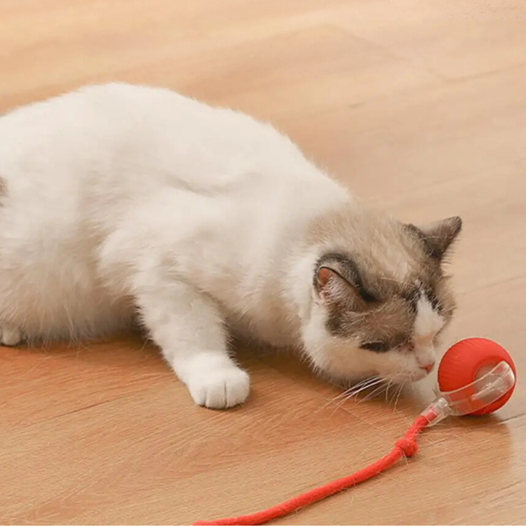 Interactive hunter for cats - Pouncepal