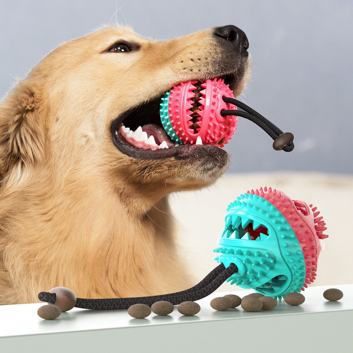 Sturdy Dog Stretching - PlayPaw