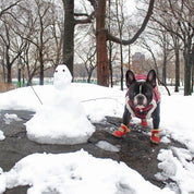 Warm dog snow boots - Snowpaws