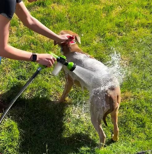Dog Bathwater Spray Tools Set